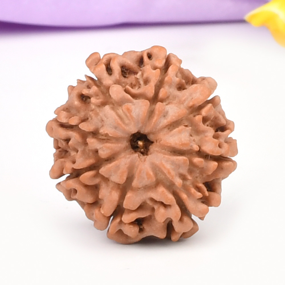 8 Mukhi from Nepal - CCCXCVI